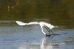 Egret;Egretta-thula;Flying-Bird;Forage;Snowy-Egret;action;active;aerodynamic;beh